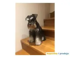 Patuljasti ŠNAUCERI crno srebrni psi