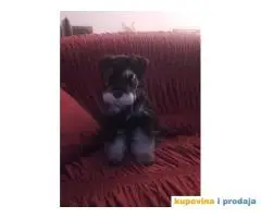 Patuljasti ŠNAUCERI crno srebrni psi