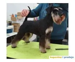 Patuljasti ŠNAUCERI crno srebrni psi