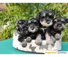 Patuljasti ŠNAUCERI crno srebrni psi