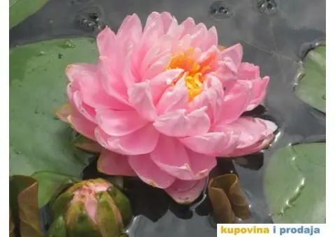 Lokvanji i vodene perene u sklopu baste - 1/10