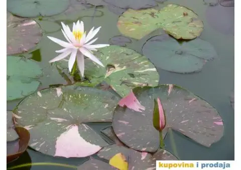 Lokvanji i vodene perene u sklopu baste - 2/10