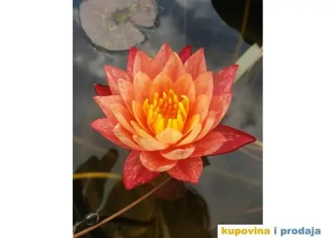 Lokvanji i vodene perene u sklopu baste - 3/10