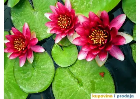 Lokvanji i vodene perene u sklopu baste - 4/10