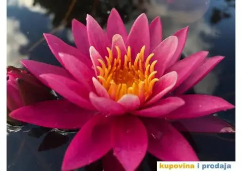 Lokvanji i vodene perene u sklopu baste - 5/10