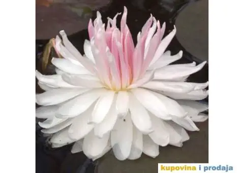 Lokvanji i vodene perene u sklopu baste - 6/10