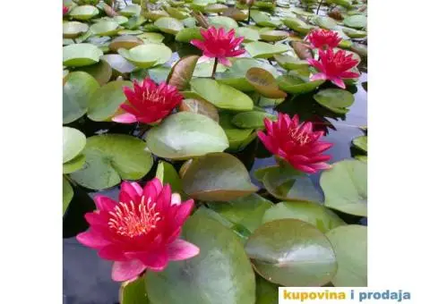 Lokvanji i vodene perene u sklopu baste - 7/10