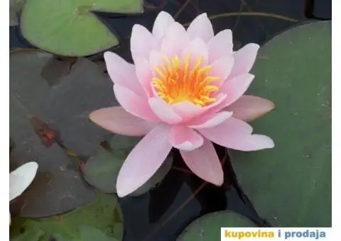 Lokvanji i vodene perene u sklopu baste - 8/10