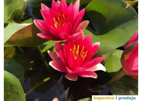 Lokvanji i vodene perene u sklopu baste - 9/10