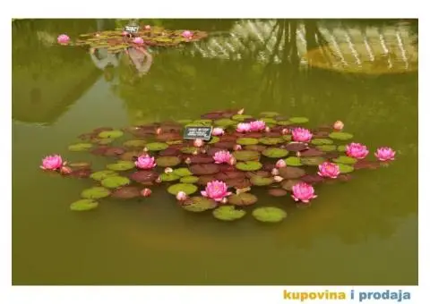 Lokvanji i vodene perene u sklopu baste - 10/10