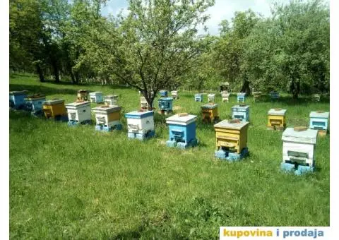 košnice sa pčelama