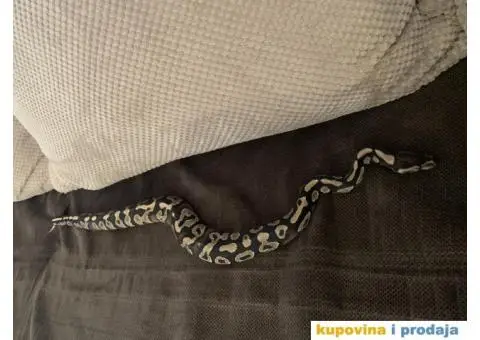 Prodajem loptastog pitona - 1/3