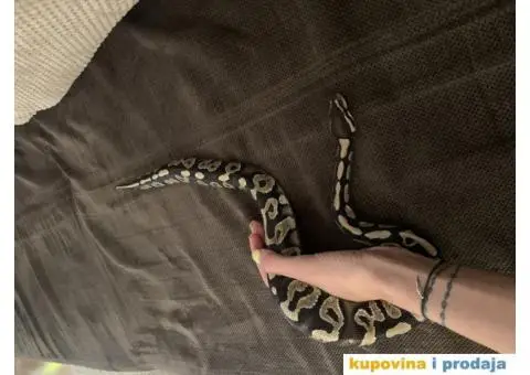Prodajem loptastog pitona - 2/3