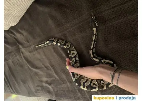 Prodajem loptastog pitona - 3/3