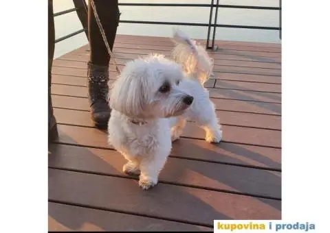 Maltezer mužjak - parenje