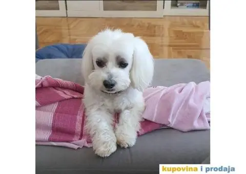 Maltezer mužjak - parenje - 2/2