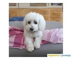 Maltezer mužjak - parenje