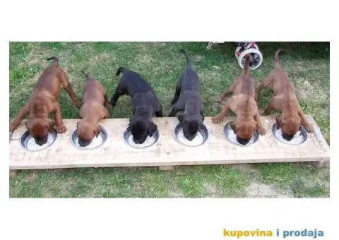 Tosa Inu štenci na prodaju - 1/8