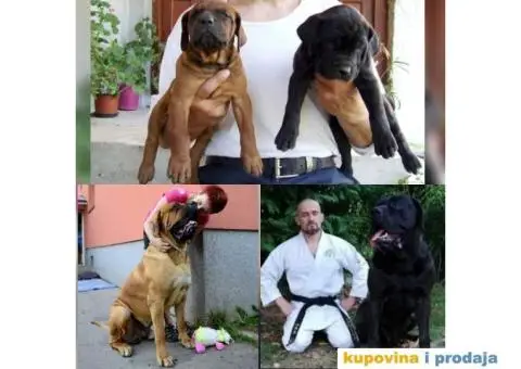 Tosa Inu štenci na prodaju - 3/8