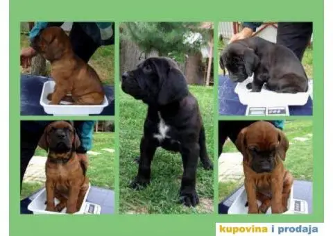 Tosa Inu štenci na prodaju - 4/8