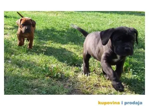 Tosa Inu štenci na prodaju - 5/8