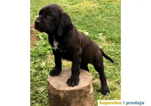 Tosa Inu štenci na prodaju - 6/8