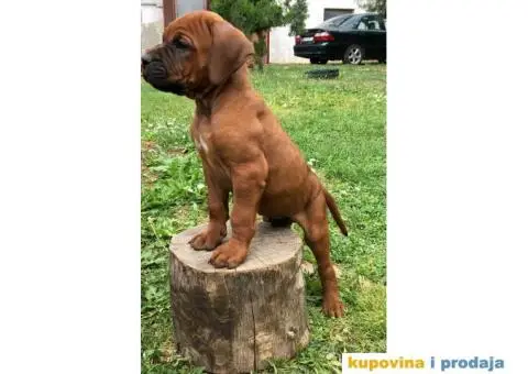 Tosa Inu štenci na prodaju - 7/8