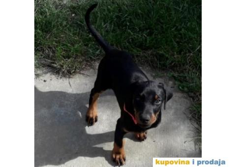 Doberman prodaja stenaca - 1/6