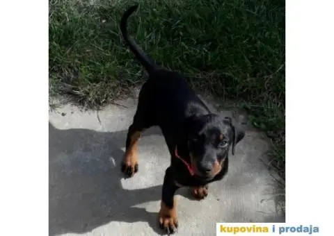 Doberman prodaja stenaca - 1/6