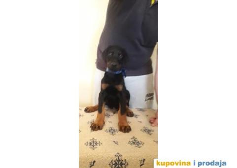 Doberman prodaja stenaca - 2/6
