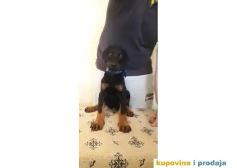 Doberman prodaja stenaca - 2/6