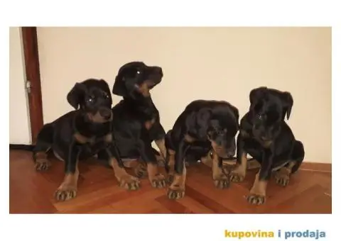 Doberman prodaja stenaca - 3/6