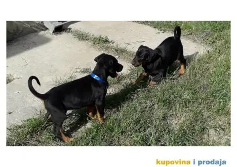 Doberman prodaja stenaca - 4/6