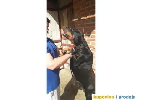 Doberman prodaja stenaca - 5/6