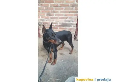 Doberman prodaja stenaca - 6/6