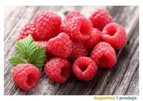 Potrebni radnici za branje malina.