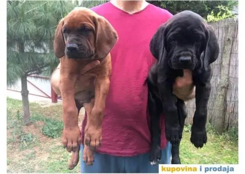 Tosa Inu štenci na prodaju - 8/8