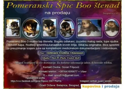 Pomeranski Špic Boo - 1/11