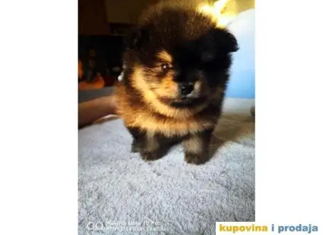 Pomeranski Špic Boo - 2/11