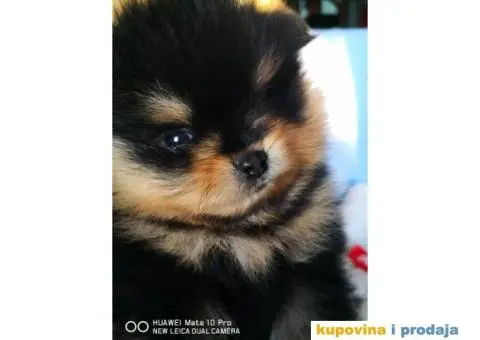 Pomeranski Špic Boo - 4/11