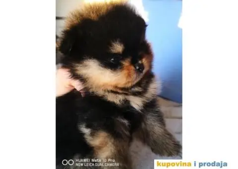 Pomeranski Špic Boo - 5/11