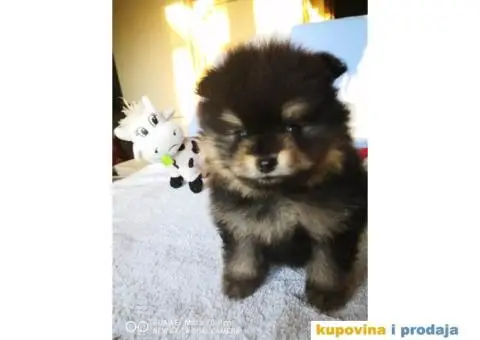 Pomeranski Špic Boo - 6/11