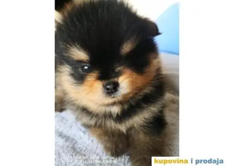 Pomeranski Špic Boo - 7/11