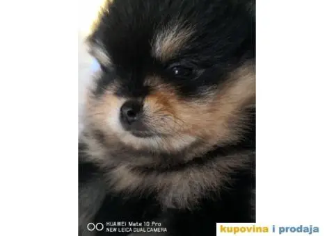 Pomeranski Špic Boo - 8/11