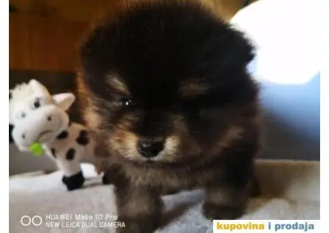 Pomeranski Špic Boo - 9/11