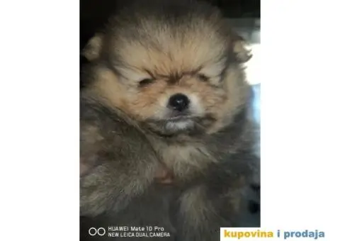 Pomeranski Špic Boo - 10/11