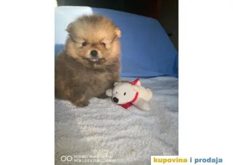 Pomeranski Špic Boo - 11/11