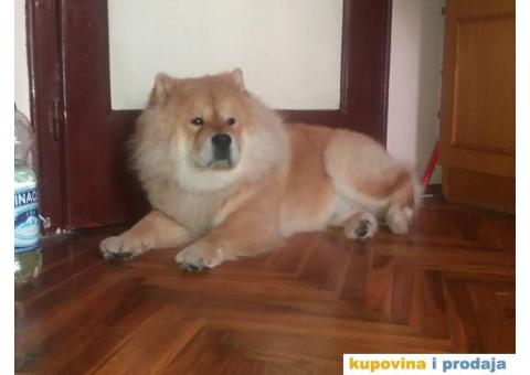 Čau Čau, mužjak - 1/9