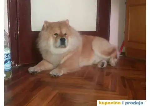 Čau Čau, mužjak - 1/9