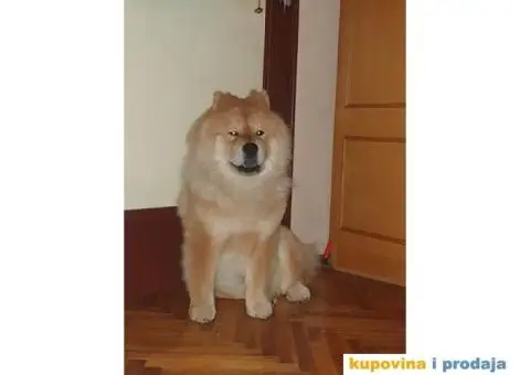 Čau Čau, mužjak - 2/9